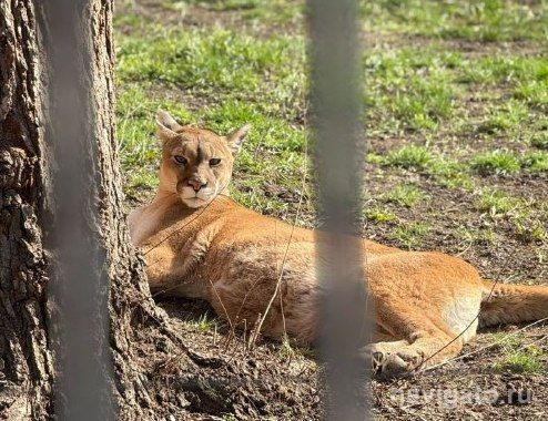 Зоопарк изменил режим работы