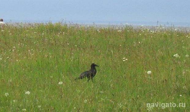 Власти разрешили отстреливать серых ворон