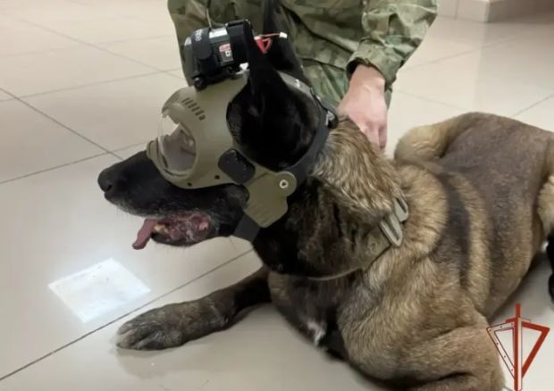 Умный шлем для собак создали в Новосибирске