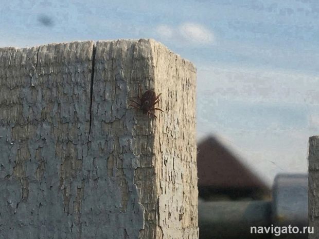 27 жителей региона укусили клещи