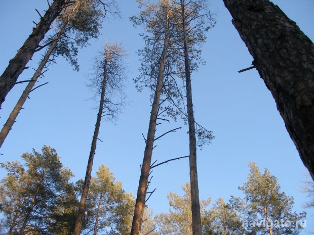 В Новосибирской области открыт пожароопасный сезон