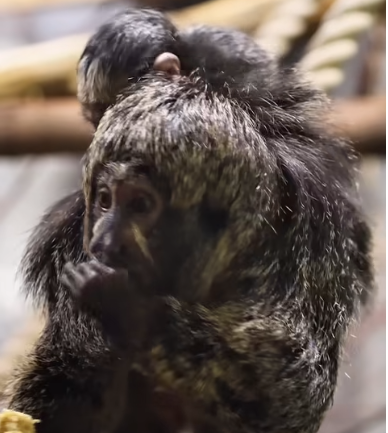 Новосибирский зоопарк объявил о рождении детёныша редких приматов