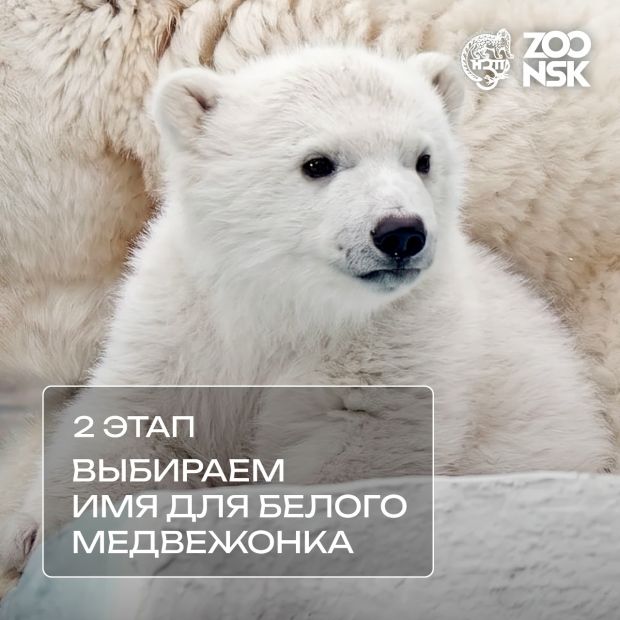 Как назовем медвежонка?