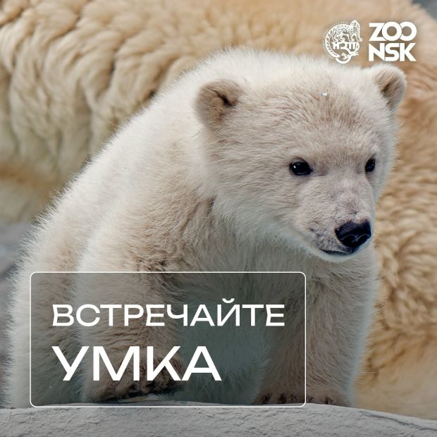 Новосибирцы выбрали имя белому медвежонку