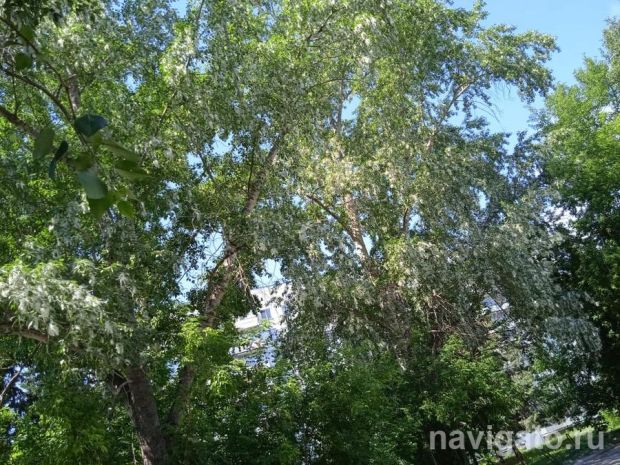 В Новосибирске резко выросло число возгораний сухой травы и пуха