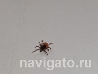 Больше 1000 человек клещи укусили за неделю в НСО