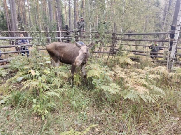 В Сузунский заказник выпустили лосей из Новосибирского зоопарка