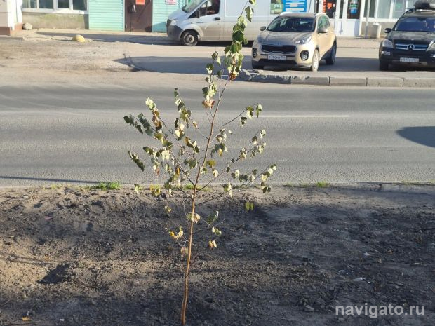 Саженцы березы на ОбьГЭС засыхают без полива