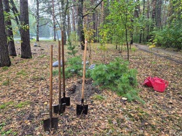 В Академгородке высадили деревья к Дню работников леса (видео)