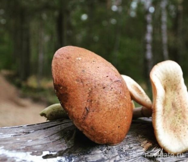 Любителей тихой охоты просят быть осторожнее в лесах региона