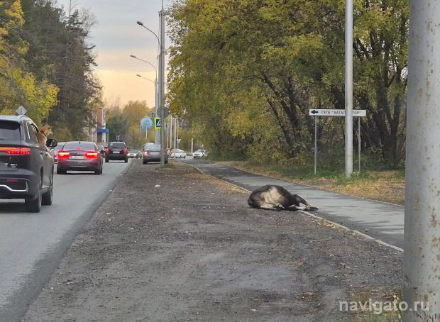 Молодого лося сбили на Шлюзе