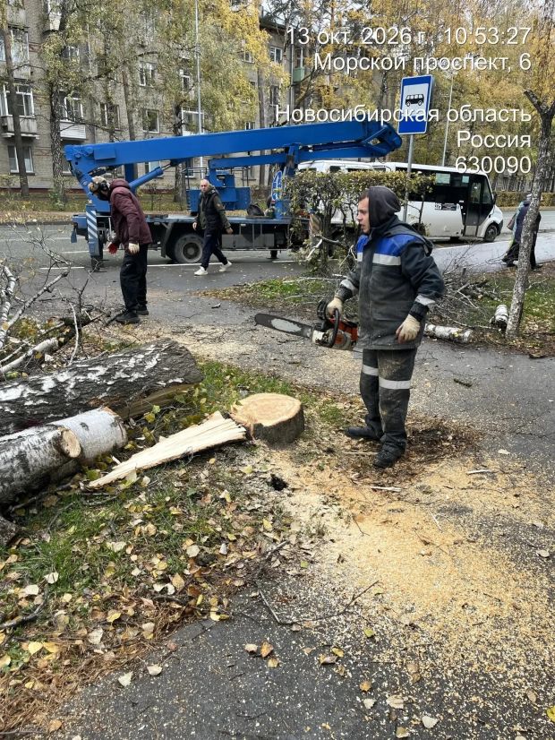 63 аварийных дерева снесут на Морском проспекте