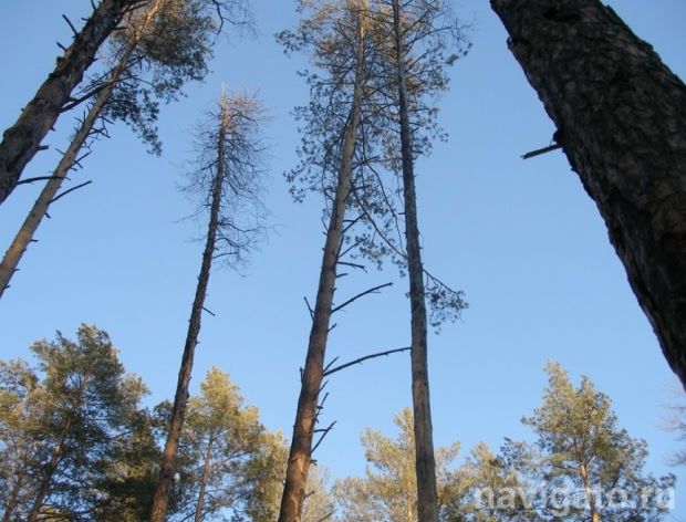 В регионе официально закрыт пожароопасный сезон