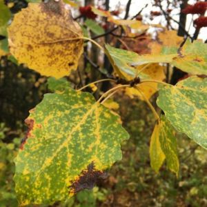 Что такое осень...