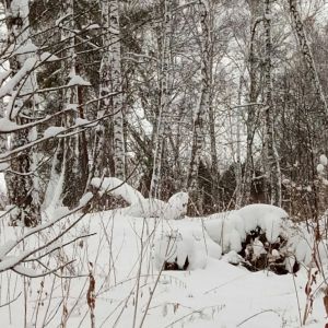 За фото спасибо нашему читателю